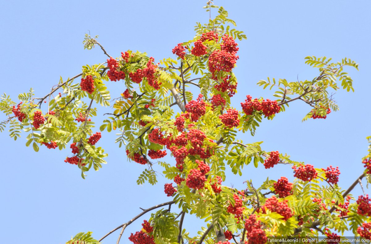 Рябина Титан дерево