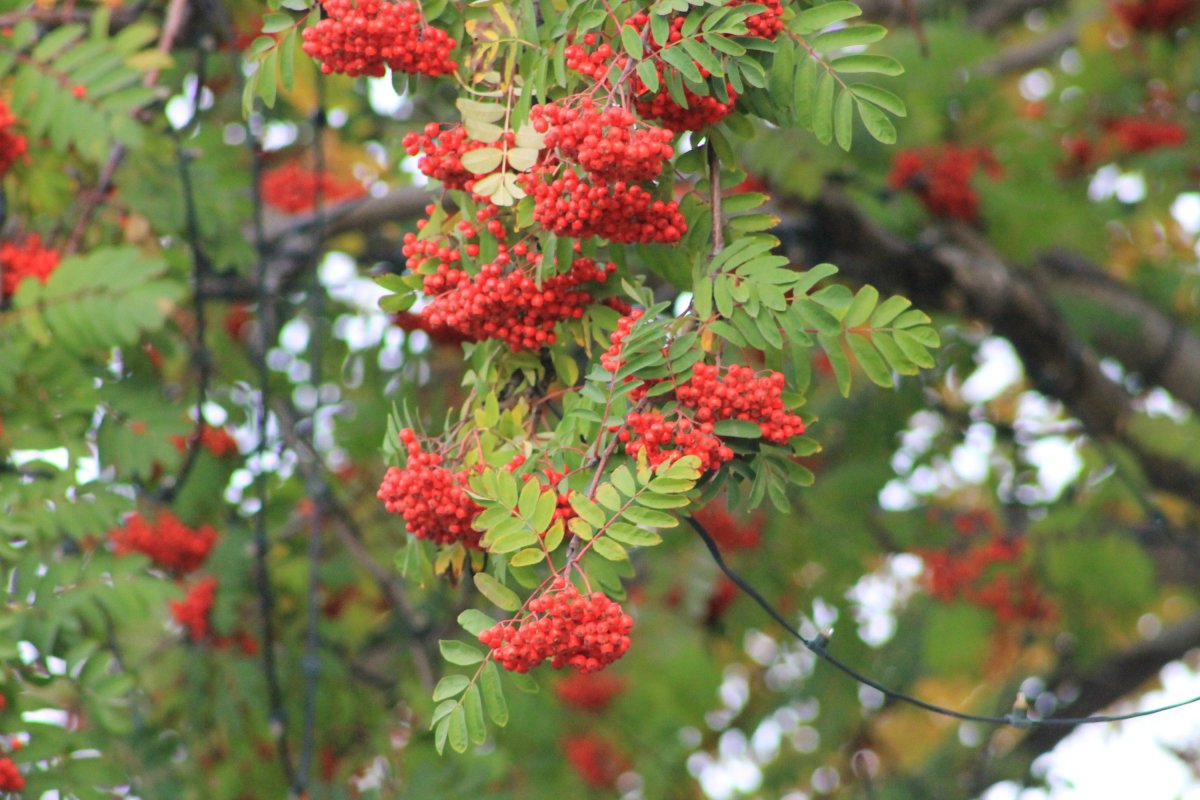 Дубовидная рябина