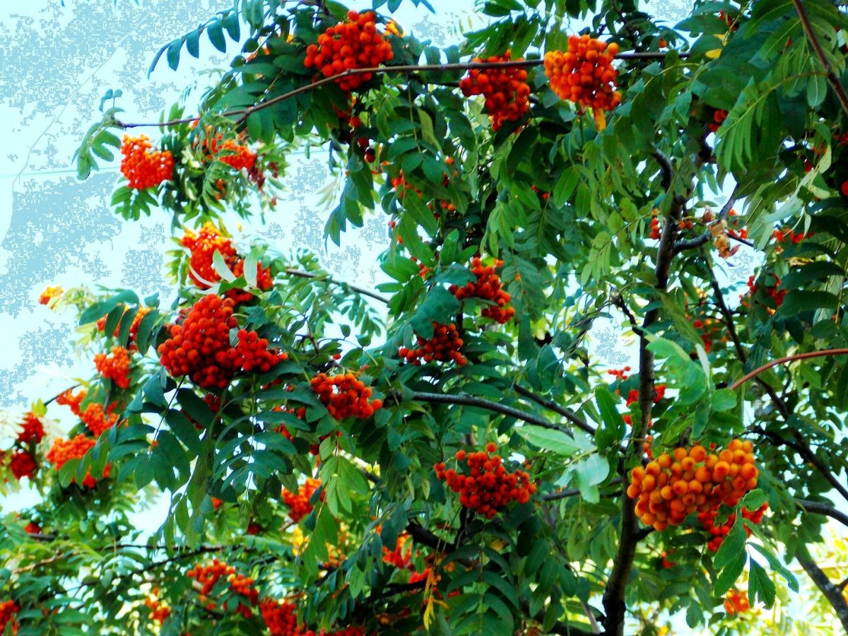 Рябина обыкновенная Фингерпринт