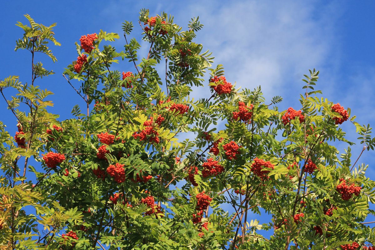 Рябина декоративная