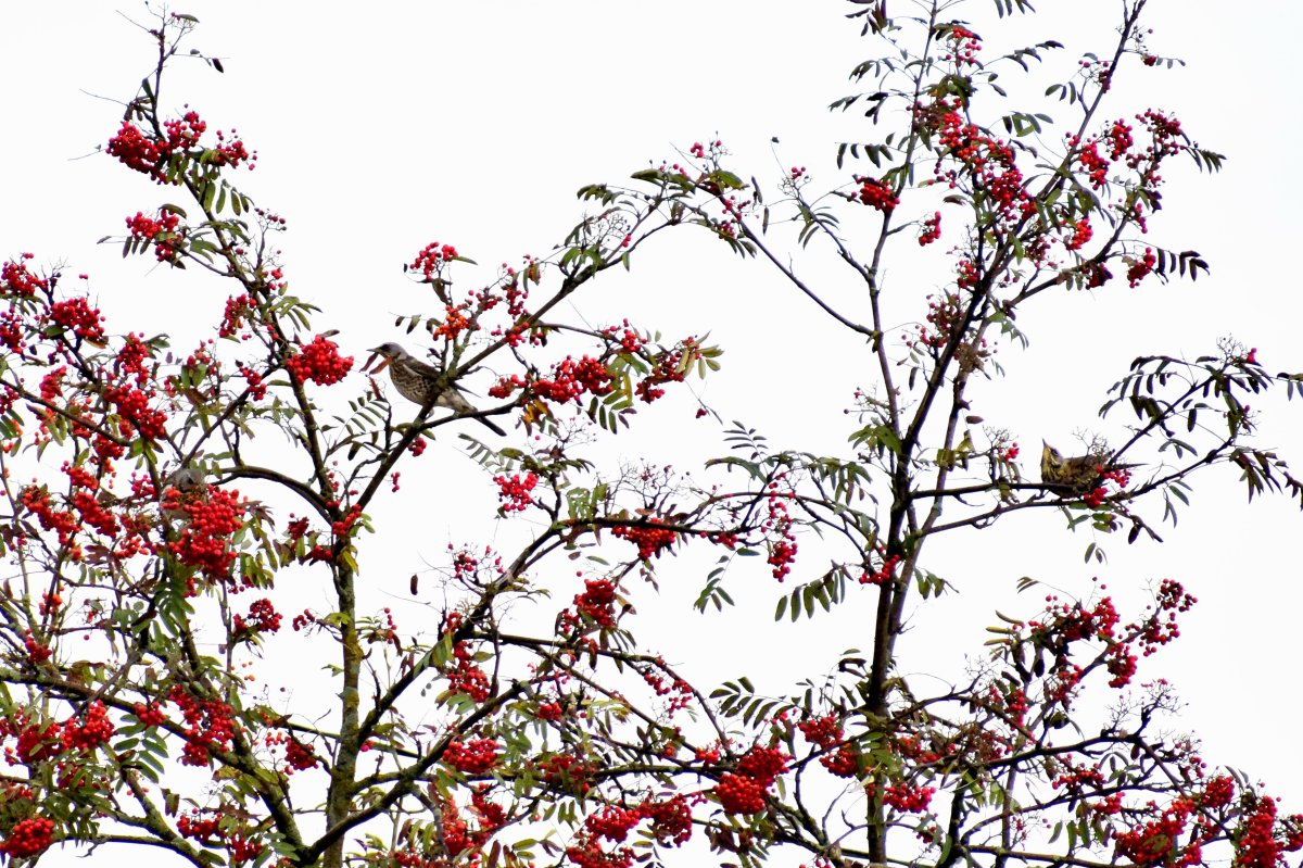 Куст рябины на прозрачном фоне