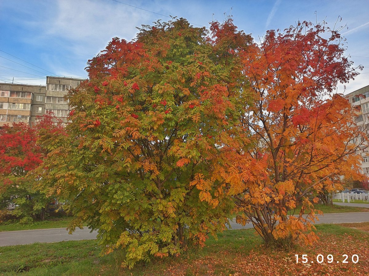 Рябина глоговина осенью