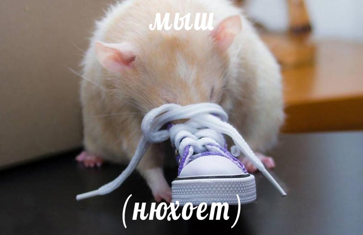 Самая смешная крыса в мире