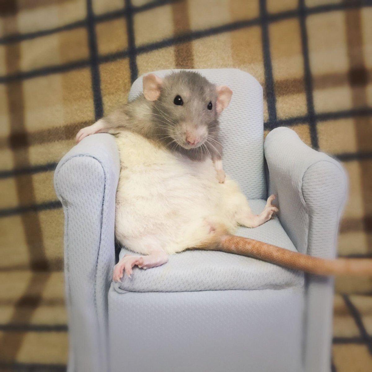 Милые мышки