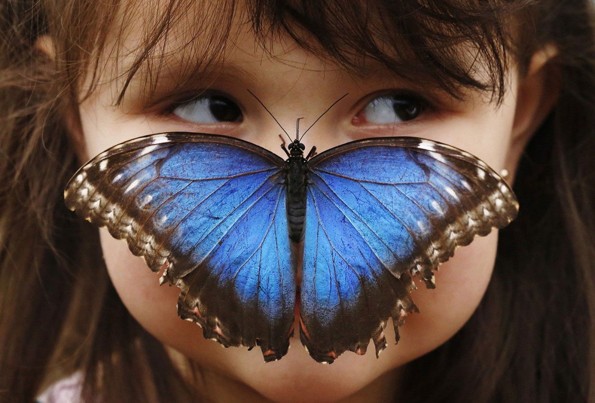 Живые бабочки