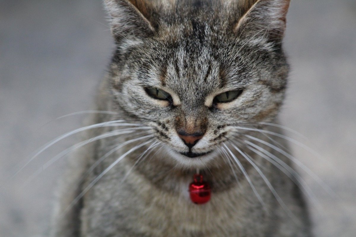 Кот с широкой улыбкой