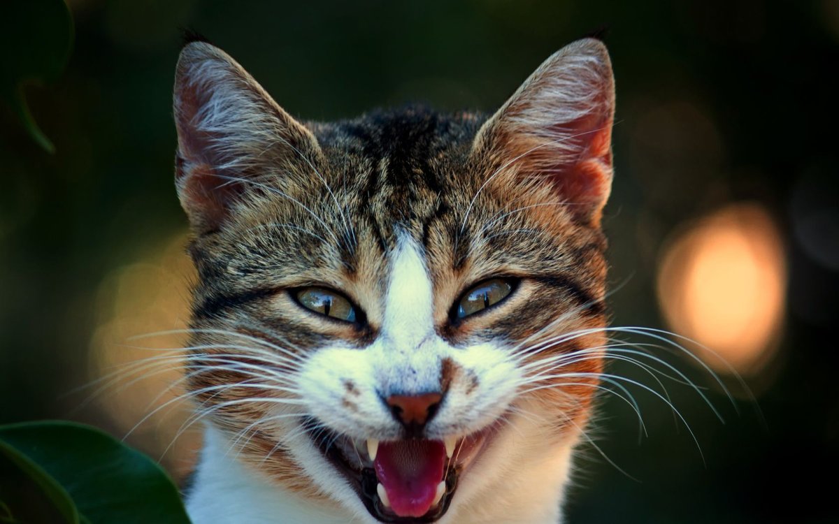 Котенок улыбается