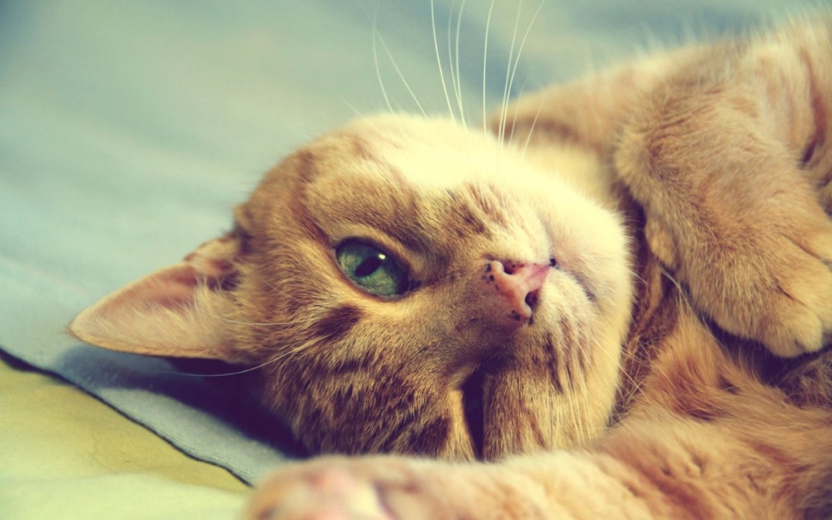 Счастливый кот