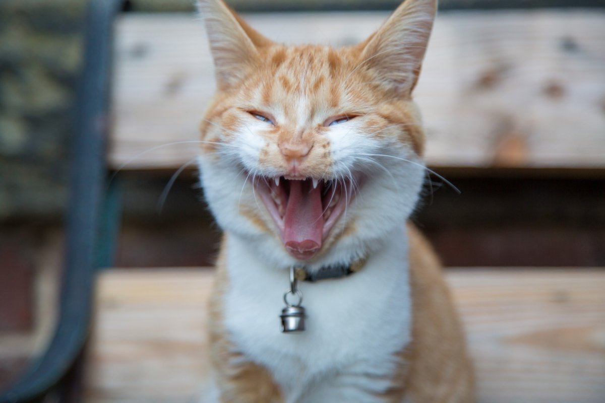 Милый котик