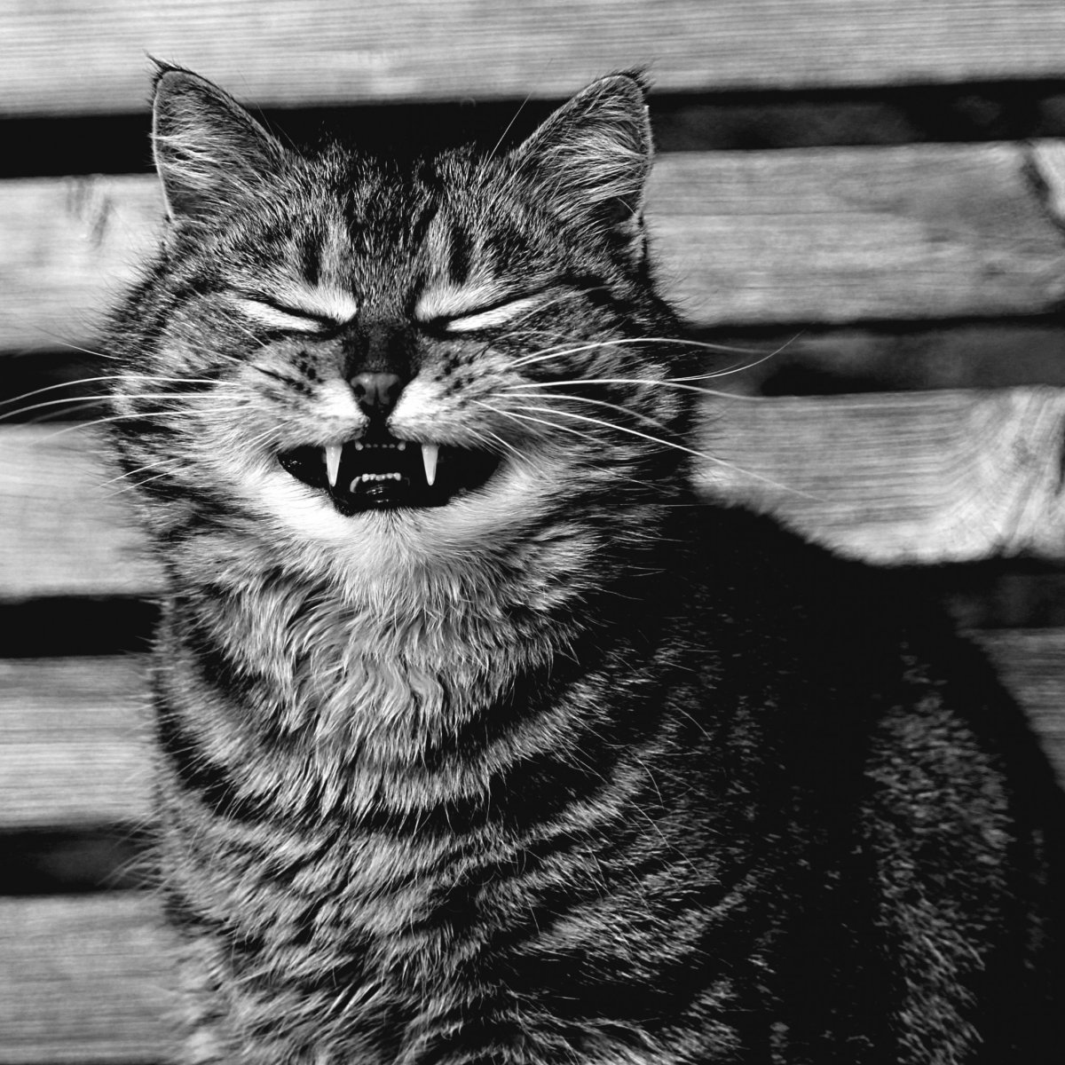 Ехидная улыбка кота