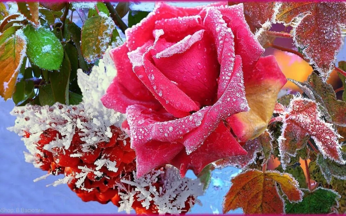 Цветы в снегу