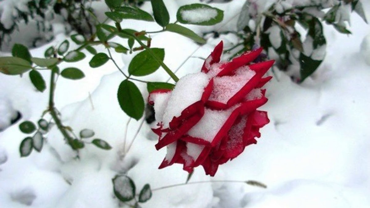 Цветы в снегу