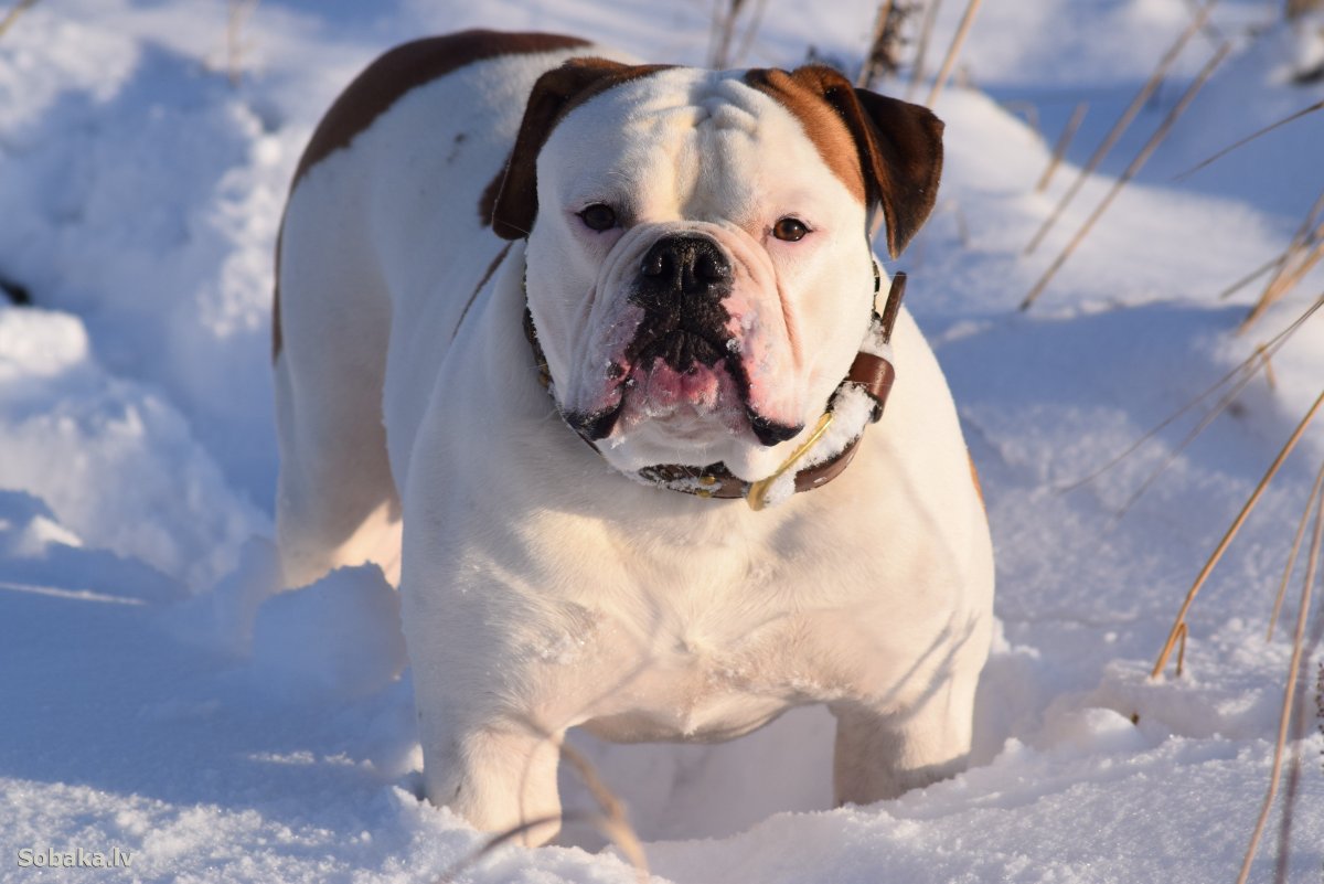 Новогодний американский бульдог