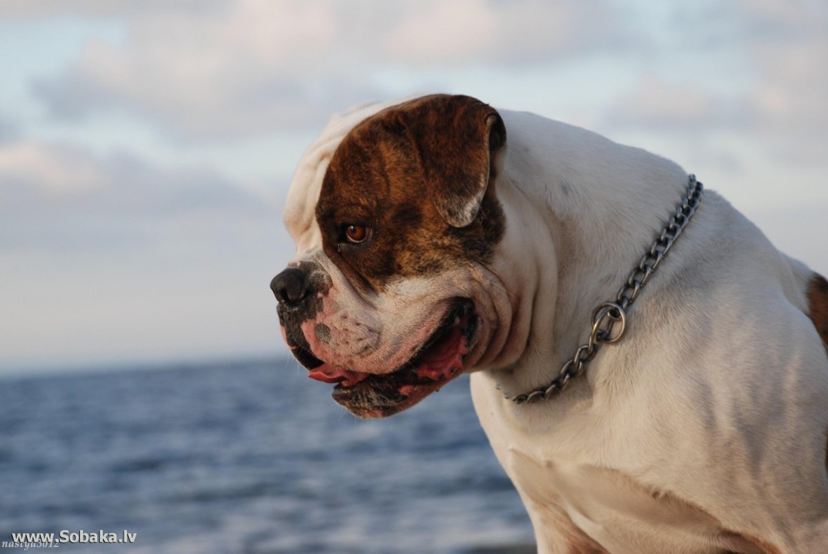 Американский бульдог Гурон