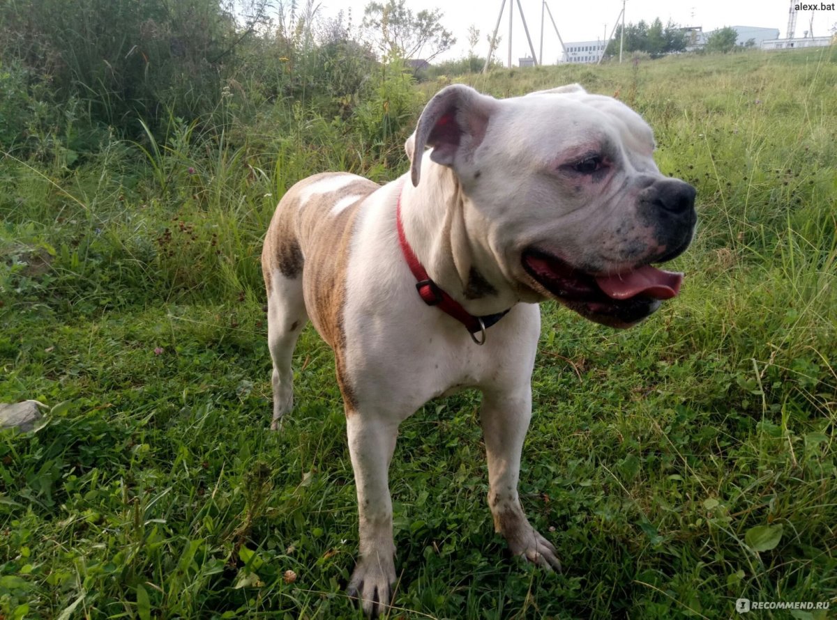 Американский бульдог 3 месяца фото