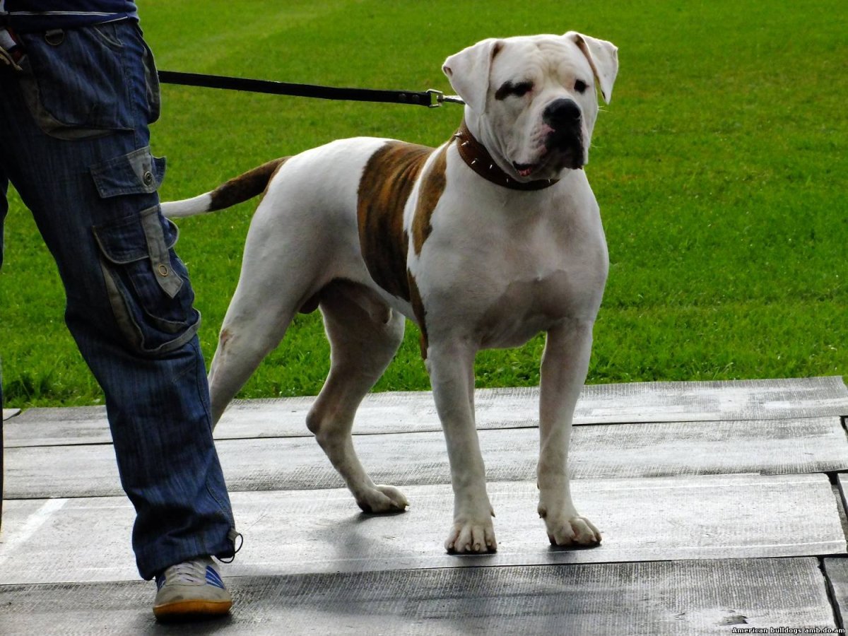 Американский бульдог и дрессировка