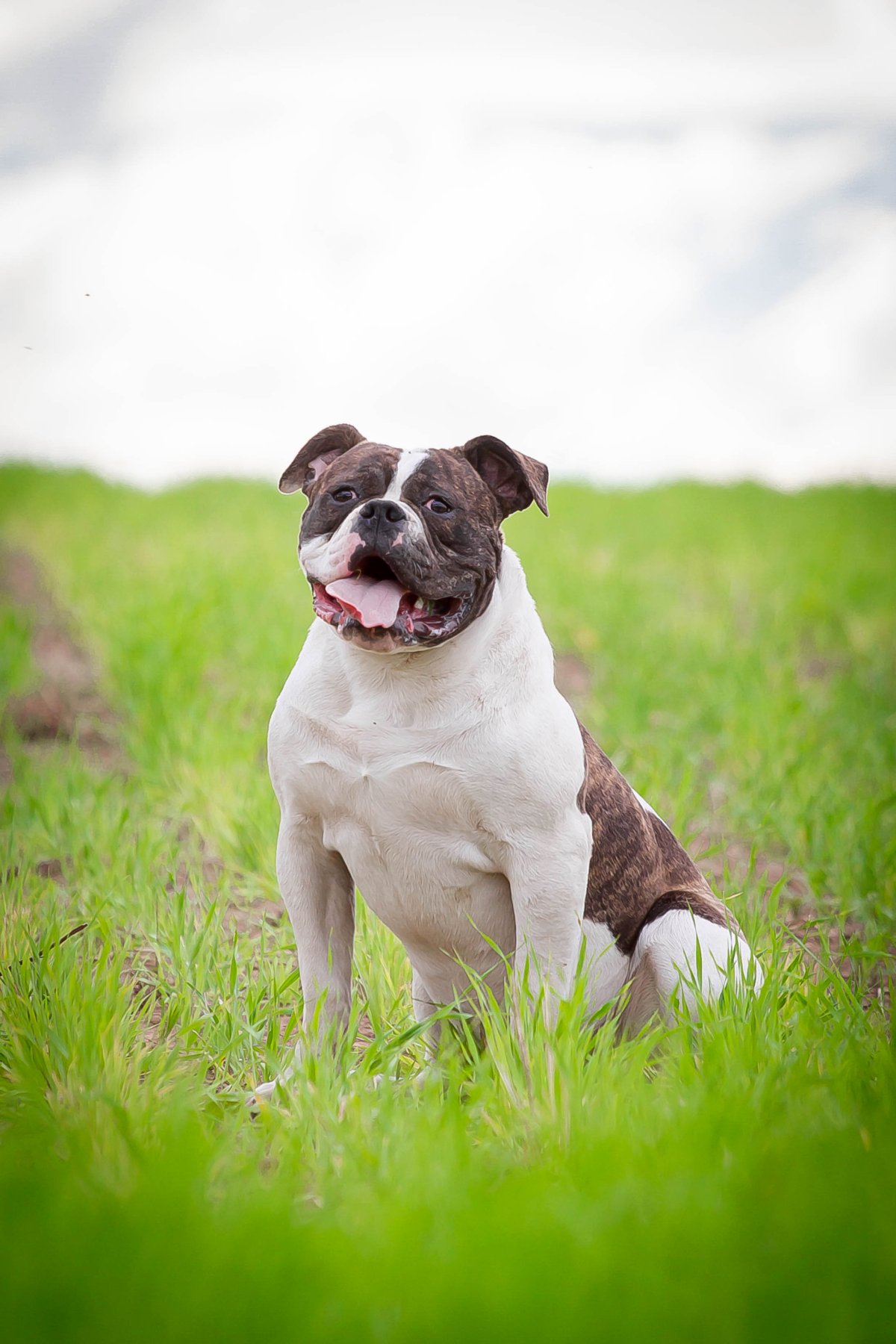 Американский бульдог купить