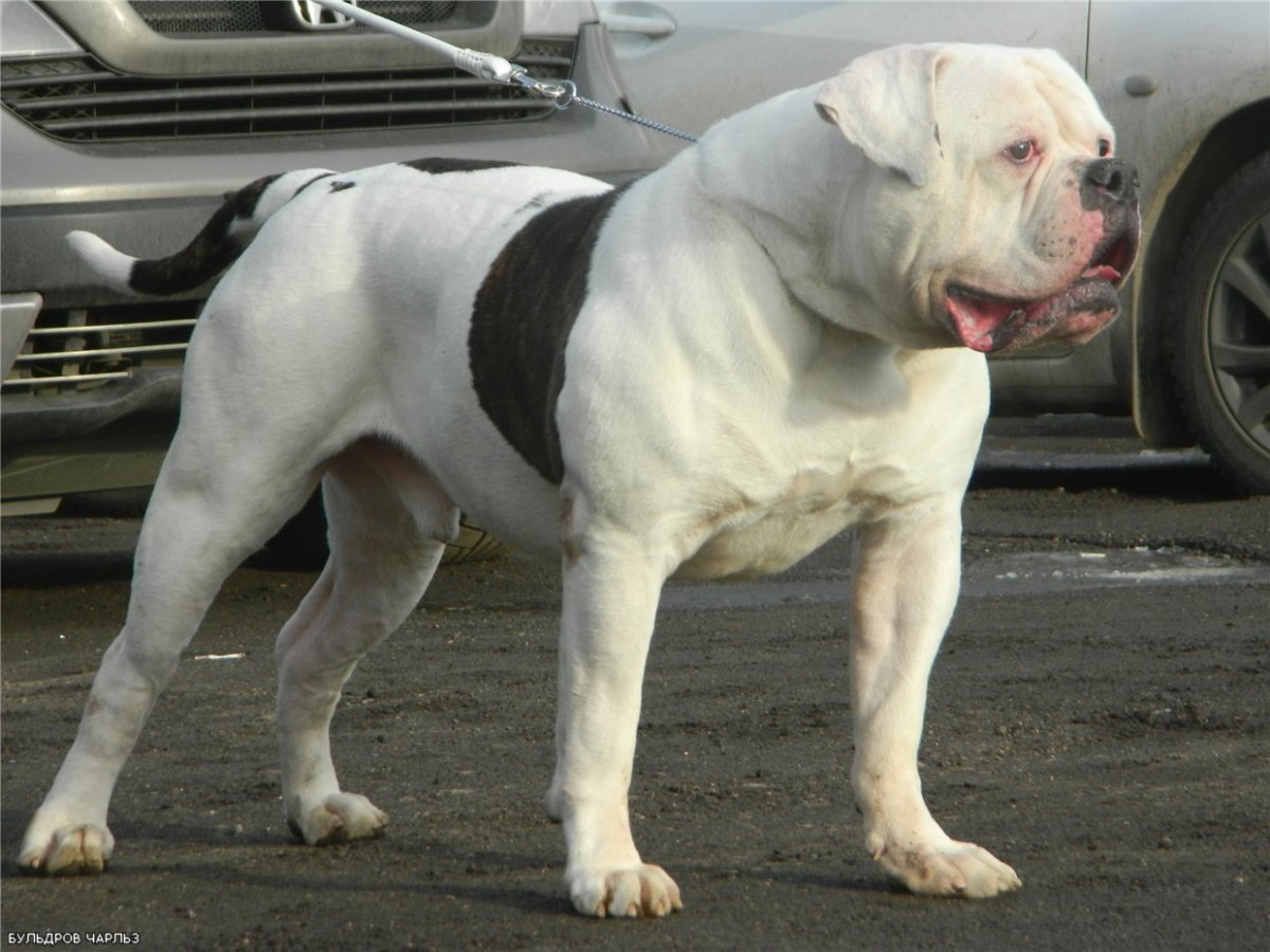 Американский бульдог лежит