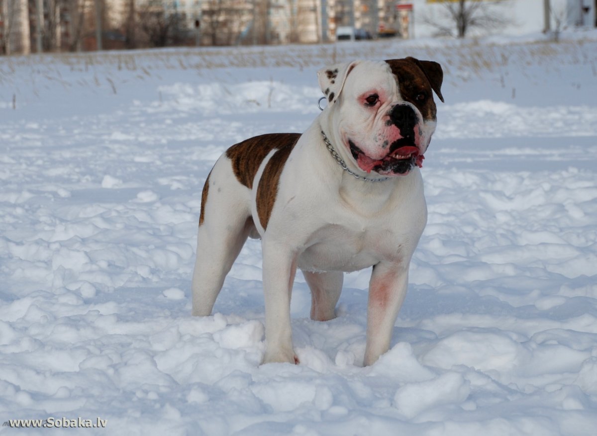 Американский бульдог зимой