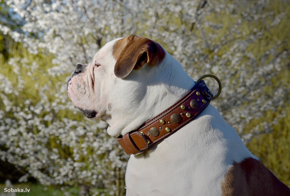 Порода собаки Робин