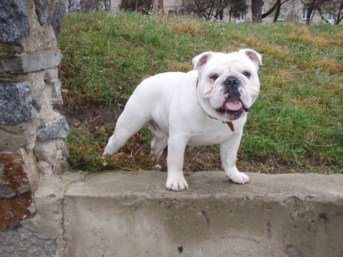 Американский бульдог палевый