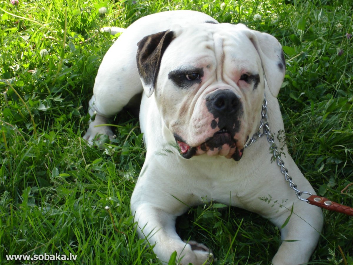 Челюсть бульдога