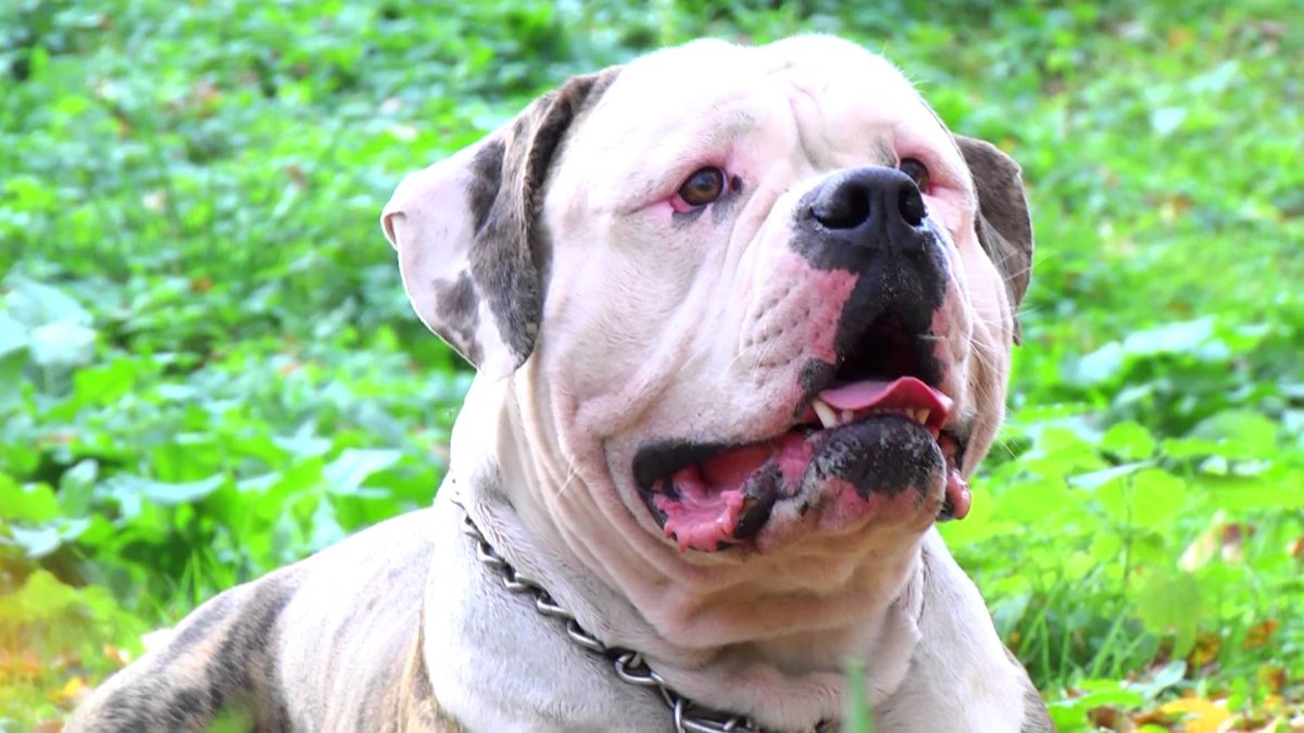 Гибридный американский бульдог