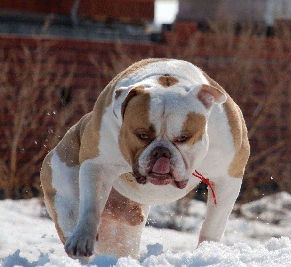 Американский бульдог мини