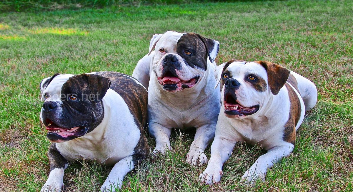 БШО английский бульдог