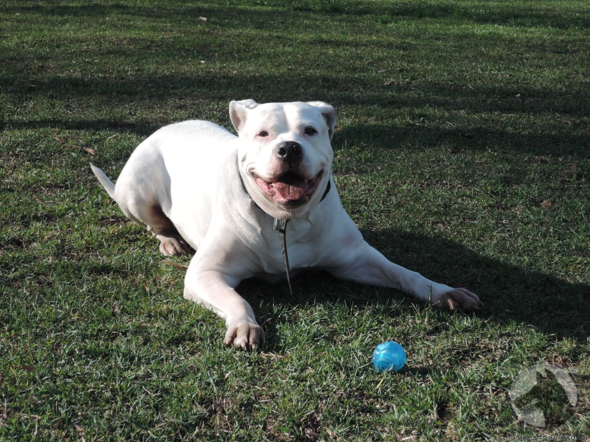 Бульдог английский Бойцовский