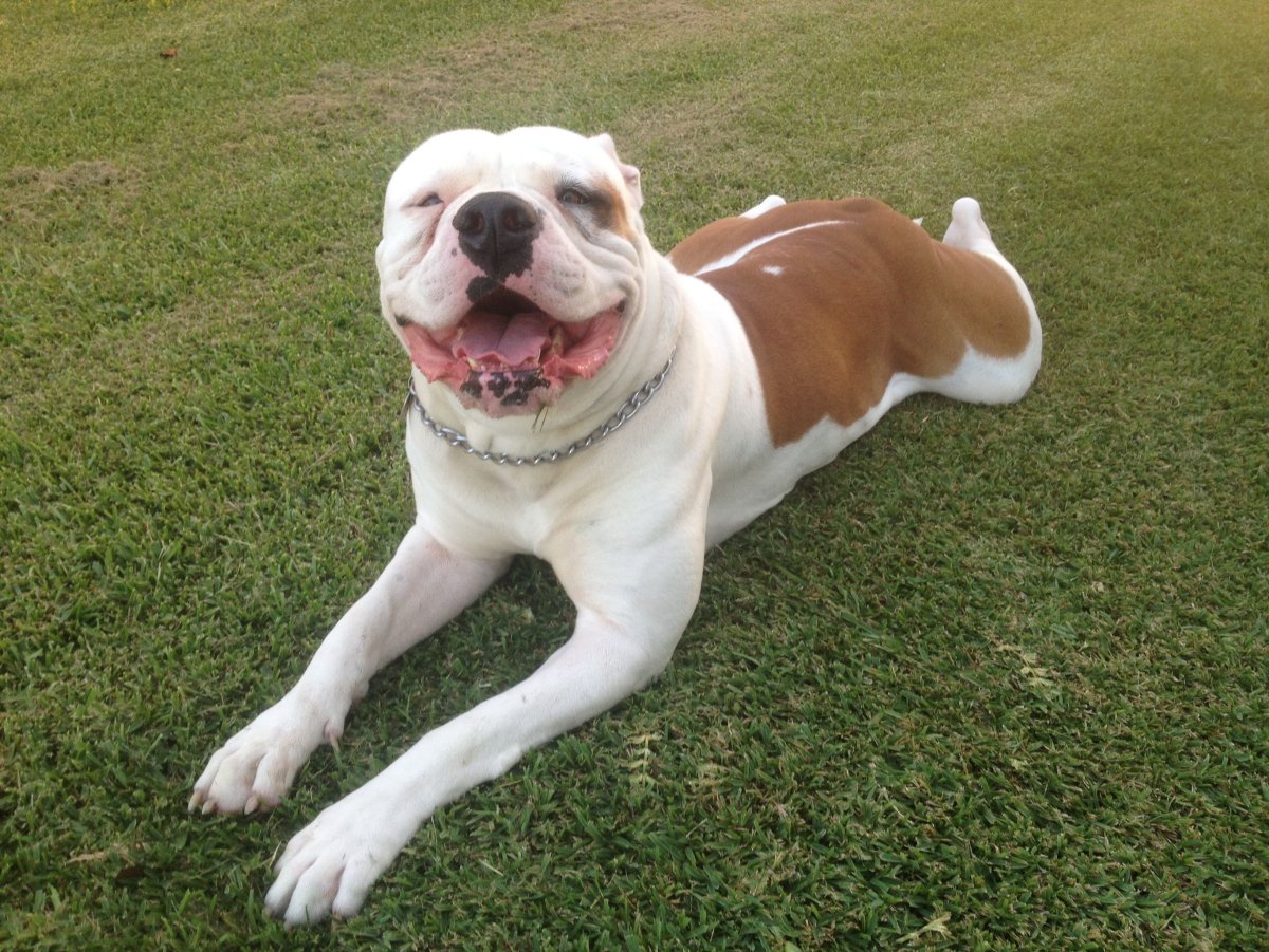 Оксфордский бульдог