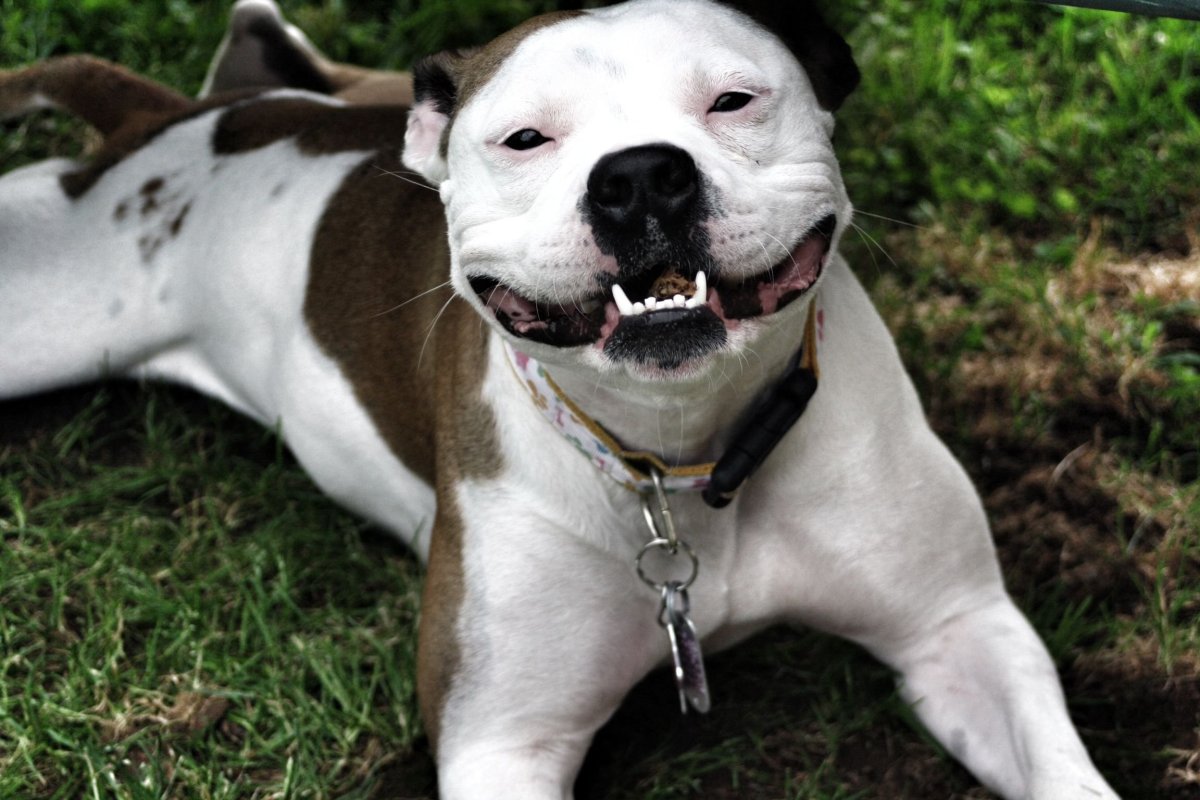 Американский бульдог Яндекс