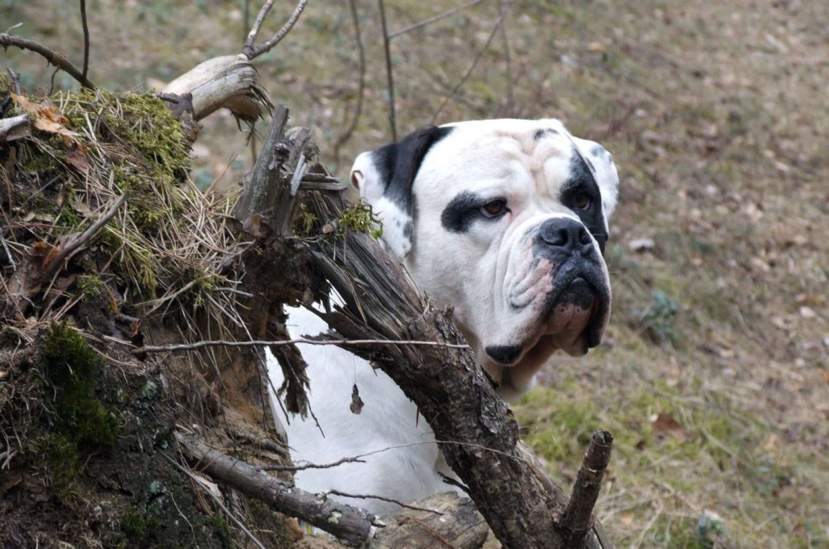 Американский бульдог злой