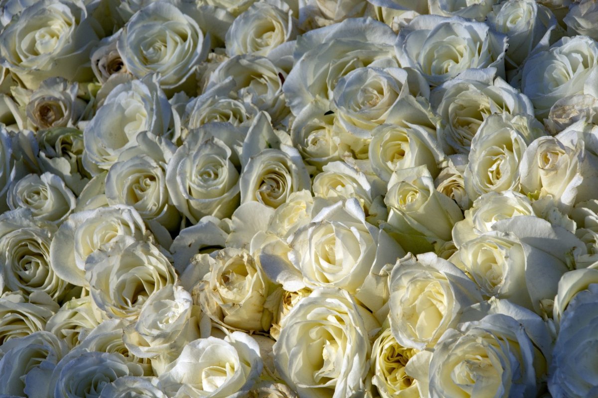 Вайт игл роза