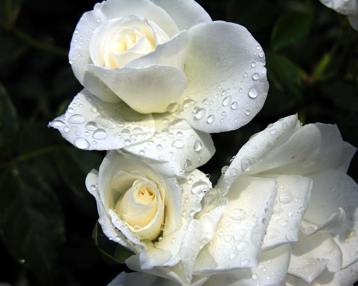 Роза White Angelia (Уайт Анжелия)