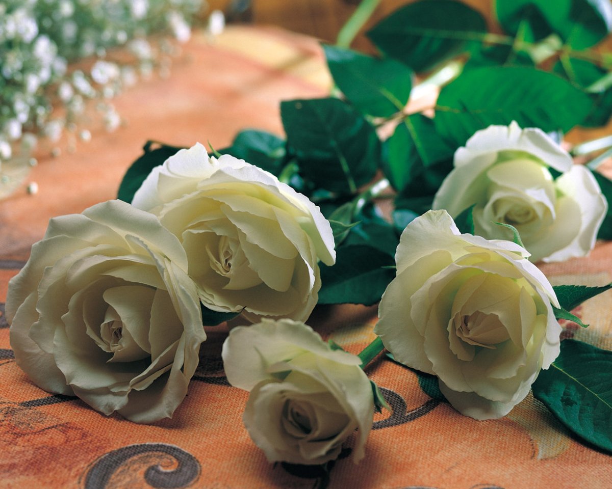 Роза Вайт пиано