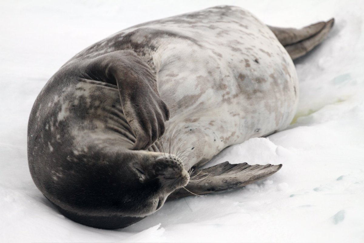 Касатка тюлень Уэдделла