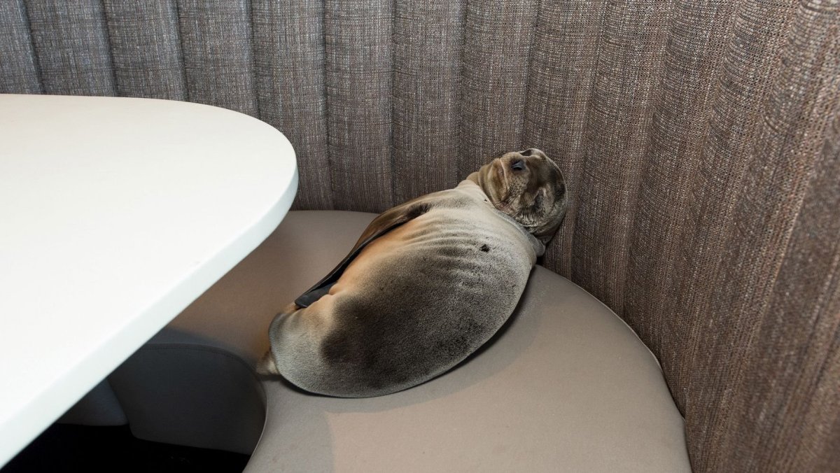 Ленивый тюлень на диване