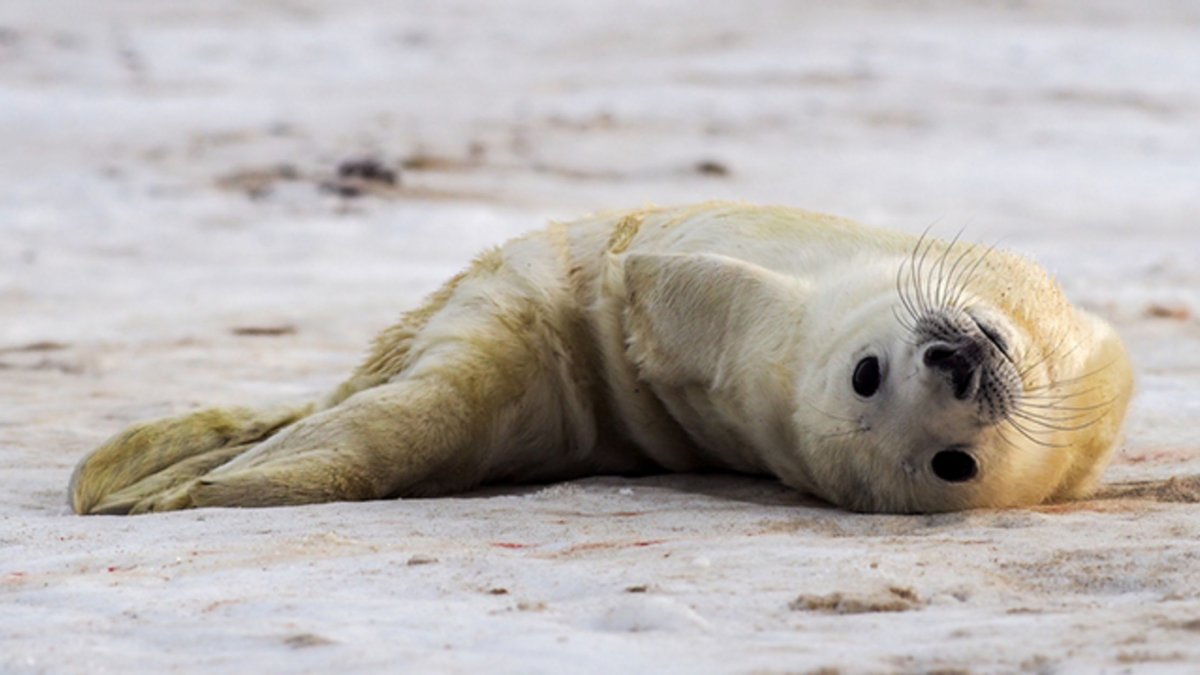 Тюлень ждет