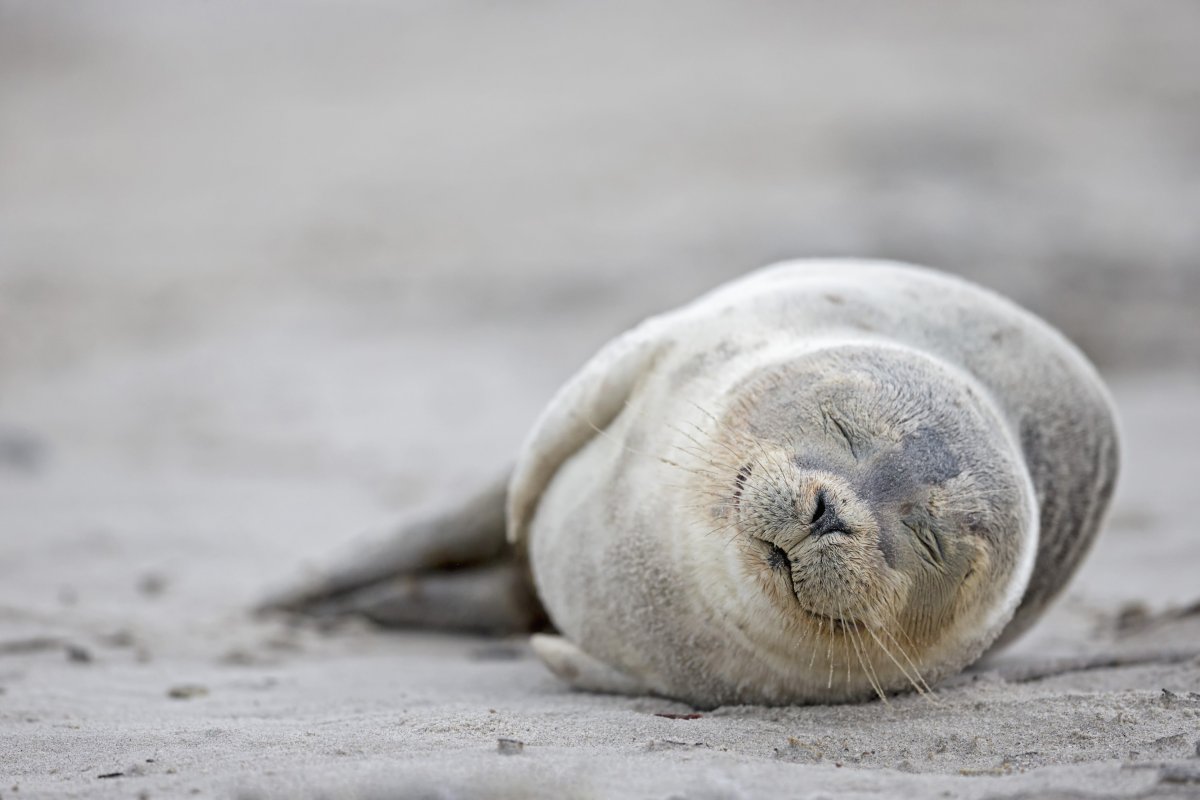 Лежачий серый тюлень