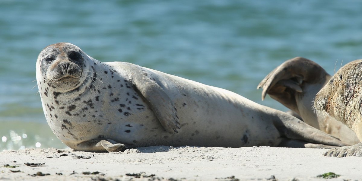 Кольчатая Нерпа Юки