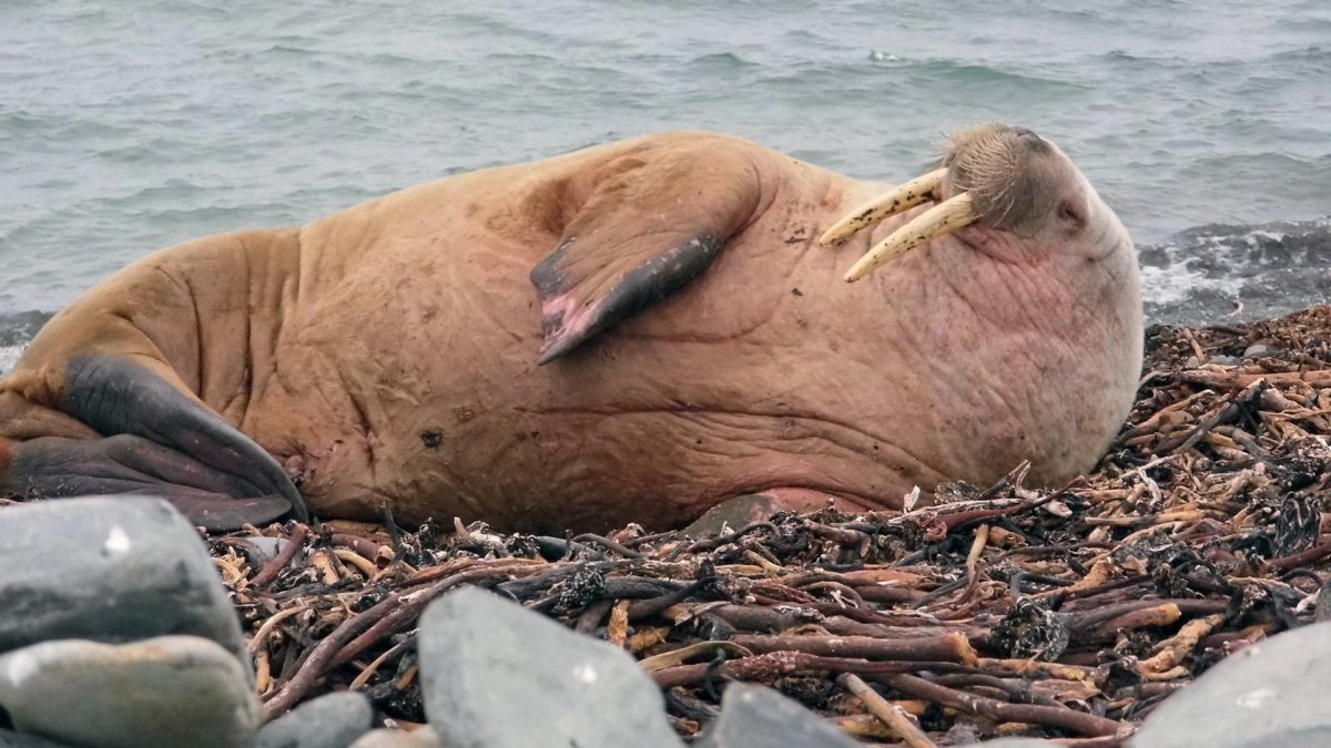 Морж среда обитания