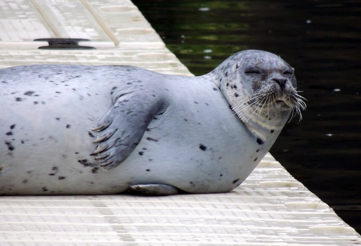 Одинокий тюлень