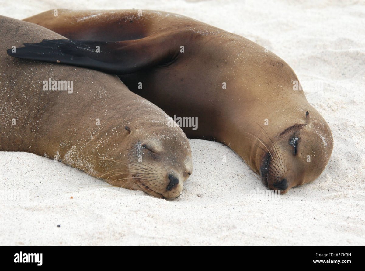 Тюлени лежат в обнимку