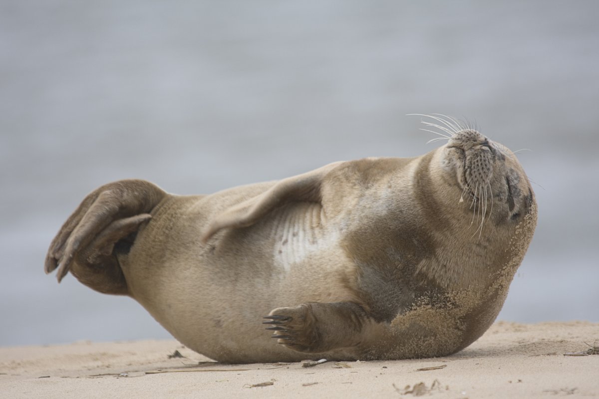 Тюлень чиллит