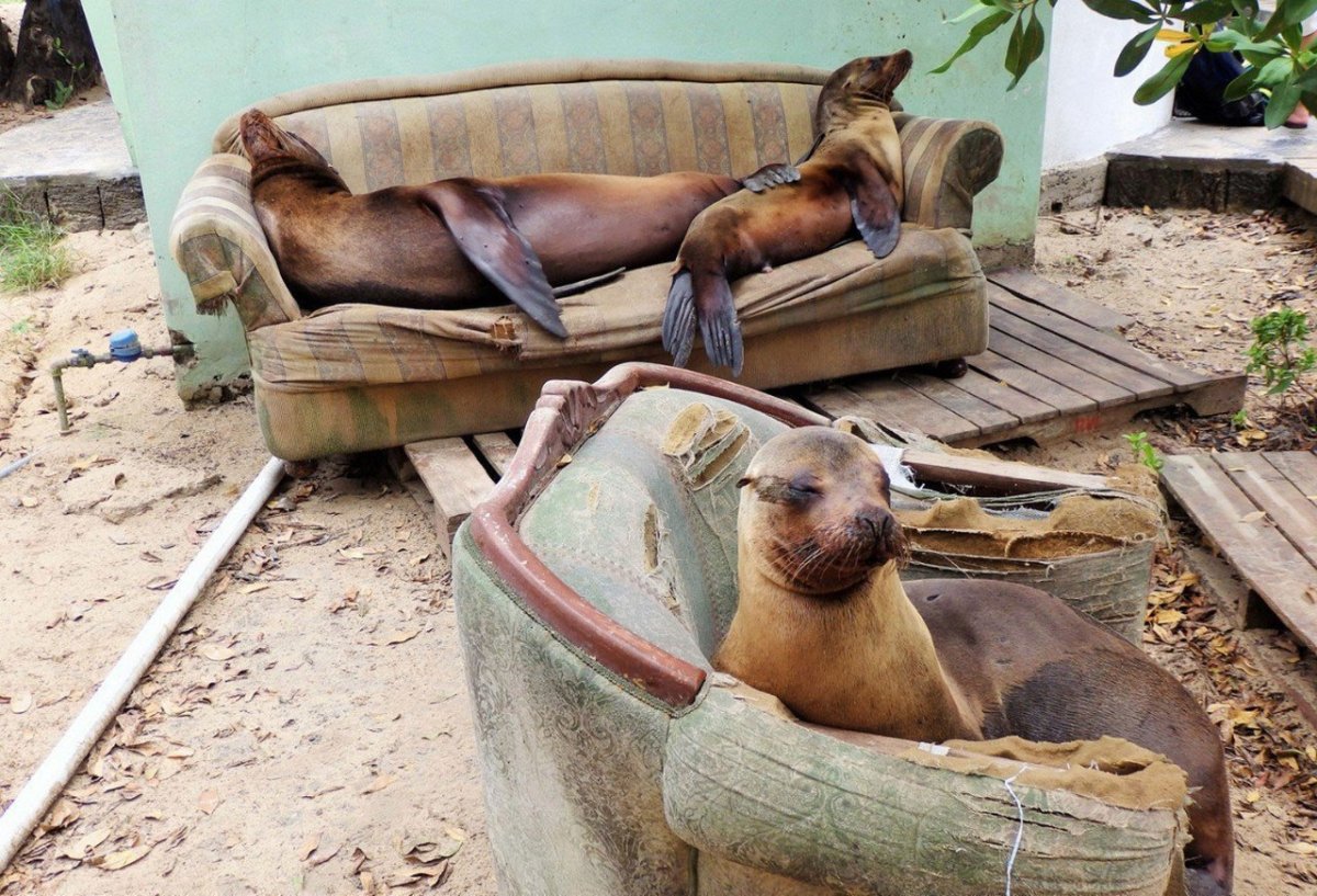 Тюлень на отдыхе