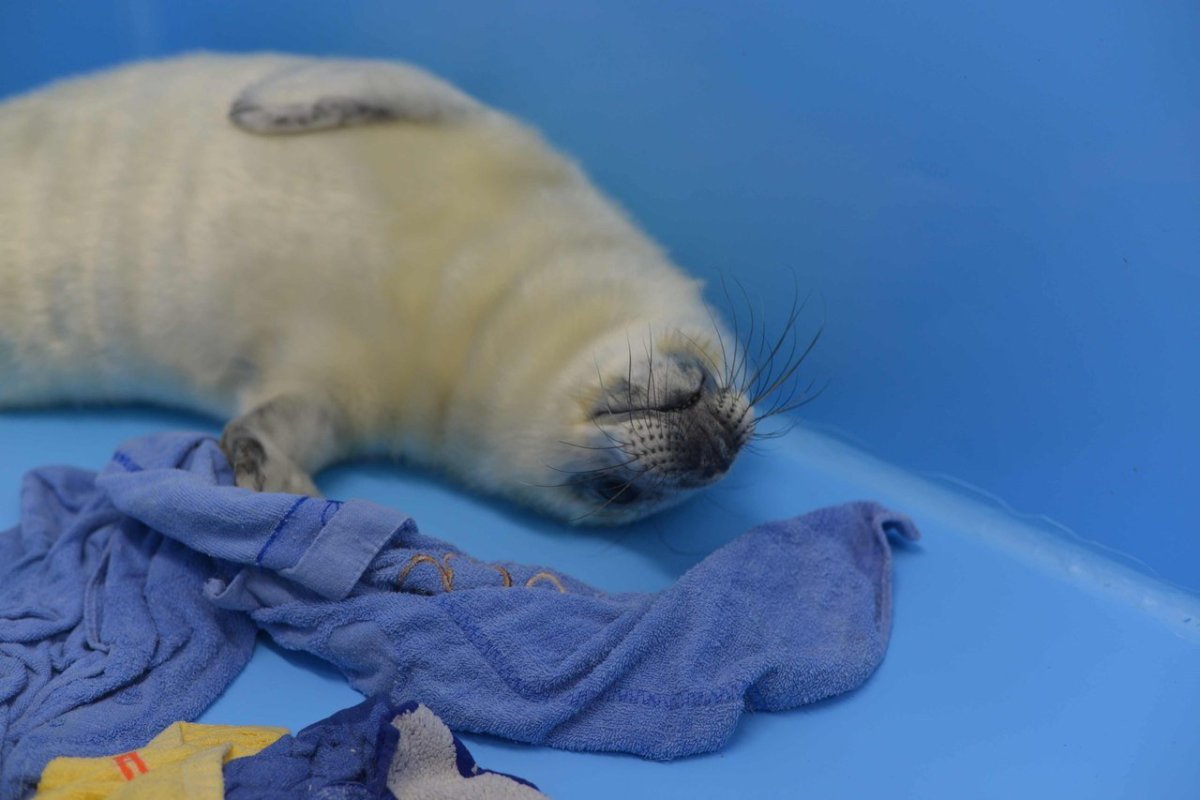 Тюлень на диване