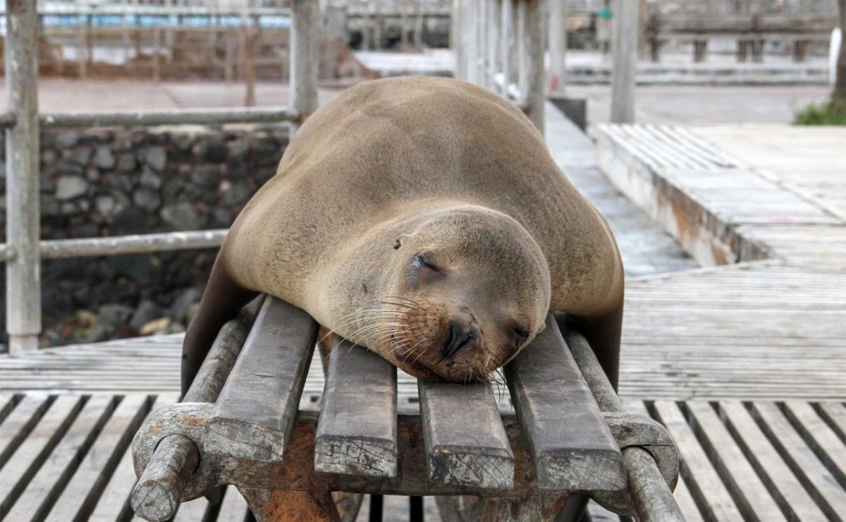 Ленивый тюлень