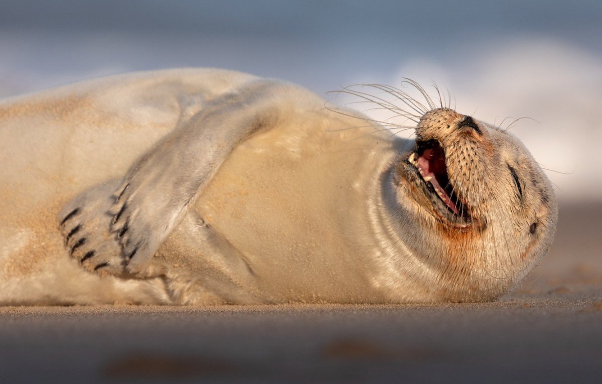 Морской котик