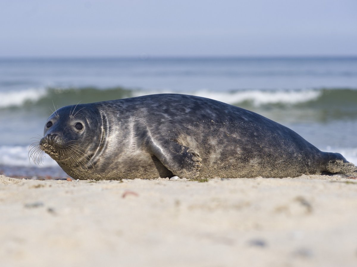 Серый тюлень Балтийское море